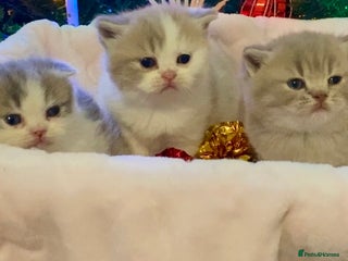 Scottish Fold cats 🧸😻ABSOLUTELY BEAUTIFUL TICA SCOTTISH/BSH😻🧸 - Advert 11