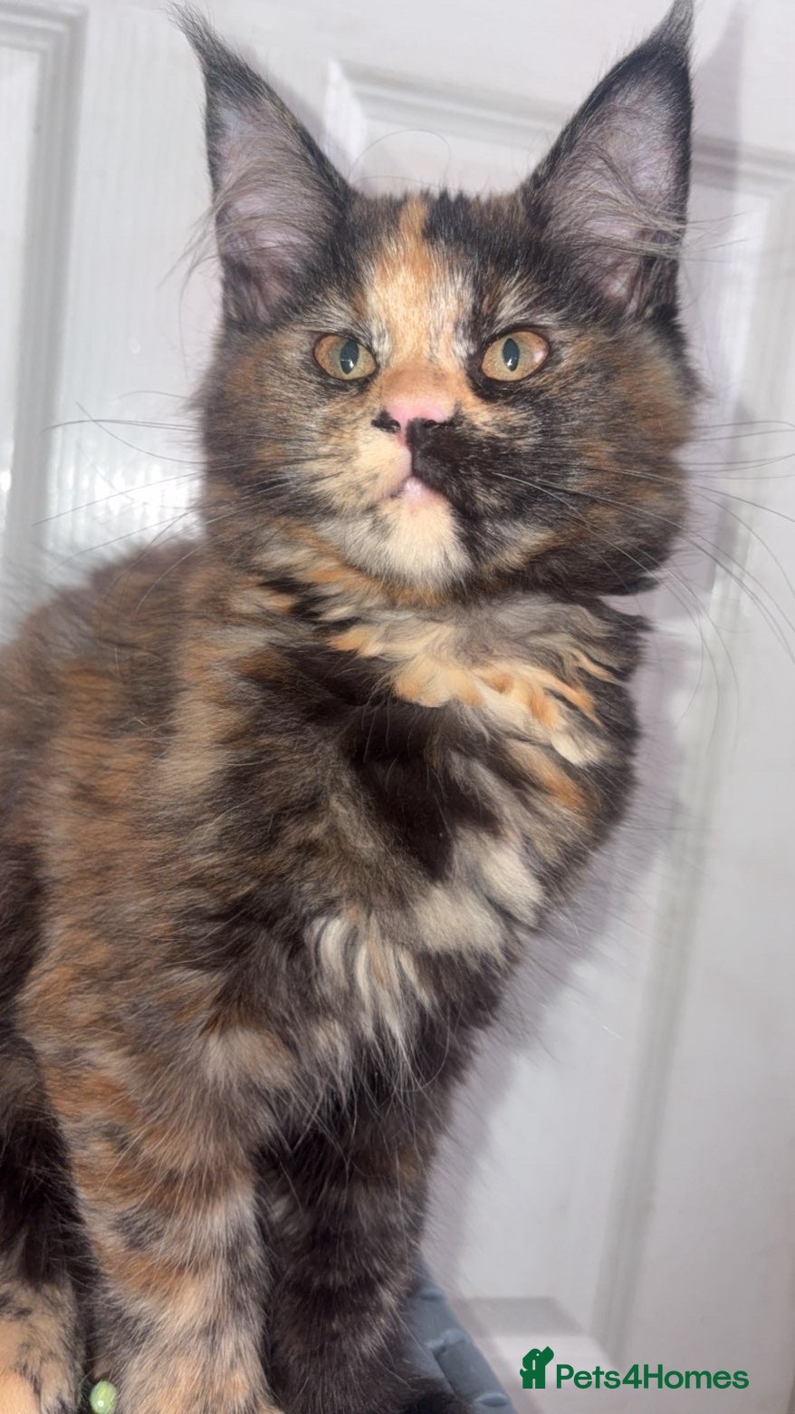 Maine Coon cats Stunning XL Full Maine Coon Kittens - Advert 15
