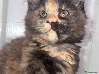 Maine Coon cats Stunning XL Full Maine Coon Kittens - Advert 13