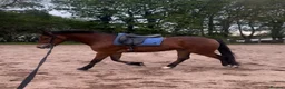 Welsh Section D horses for sale: Donnie  - Advert 3