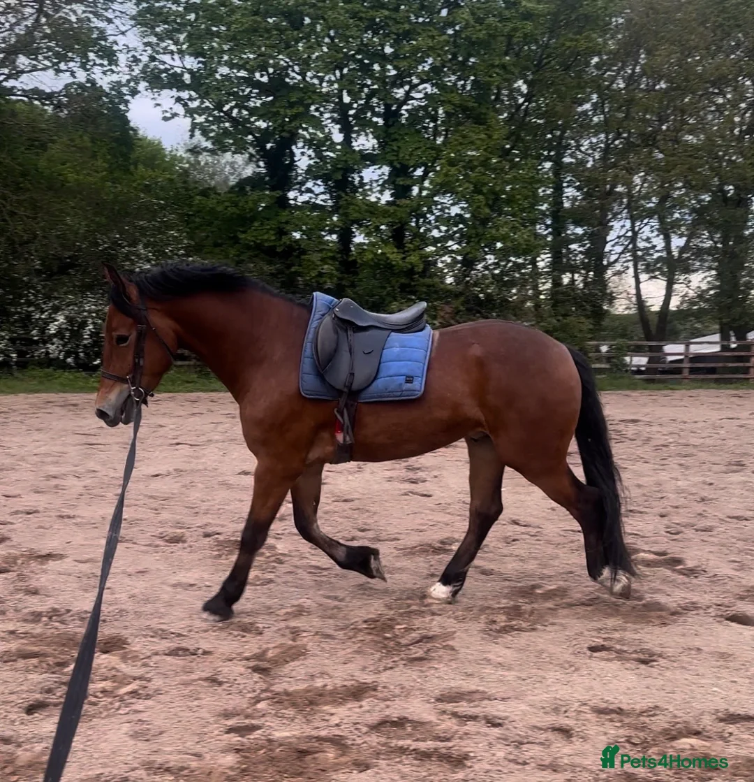 Welsh Section D horses for sale: Donnie  - Advert 3