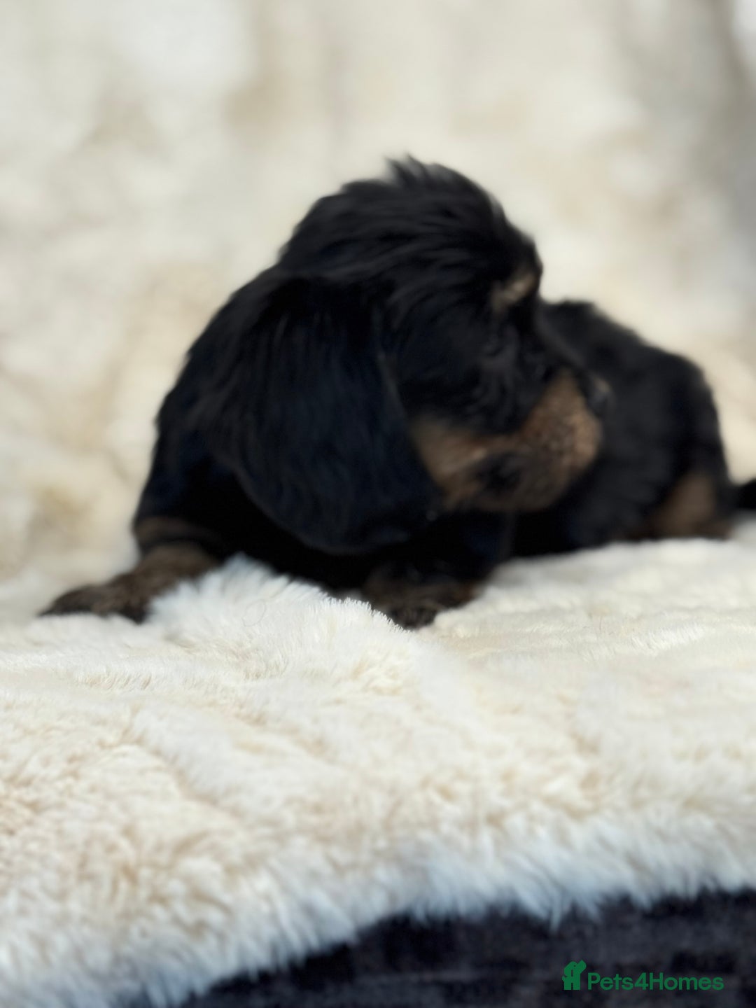 Mixed Breed dogs for sale: Gorgeous Daxi cross puppies  - Advert 7