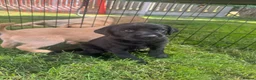 Labrador Retriever dogs for sale: Labrador puppies yellow & black - Advert 10
