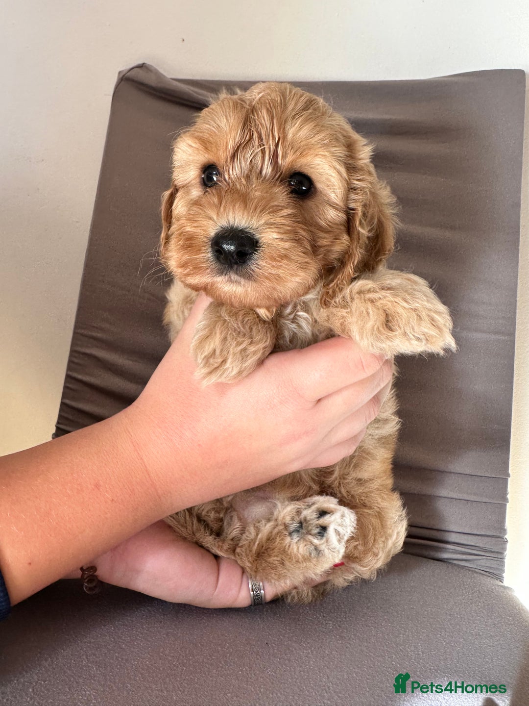 Cockapoo dogs for sale: Adorable Pappy Bread Cockapoo Puppies F2 - Image 27