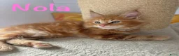Maine Coon cats for sale: Beautiful Maine Coon Kittens-Ready Soon - Advert 30
