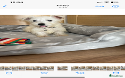 West Highland Terrier dogs for sale: Beautiful west highland terriers puppys - Image 12