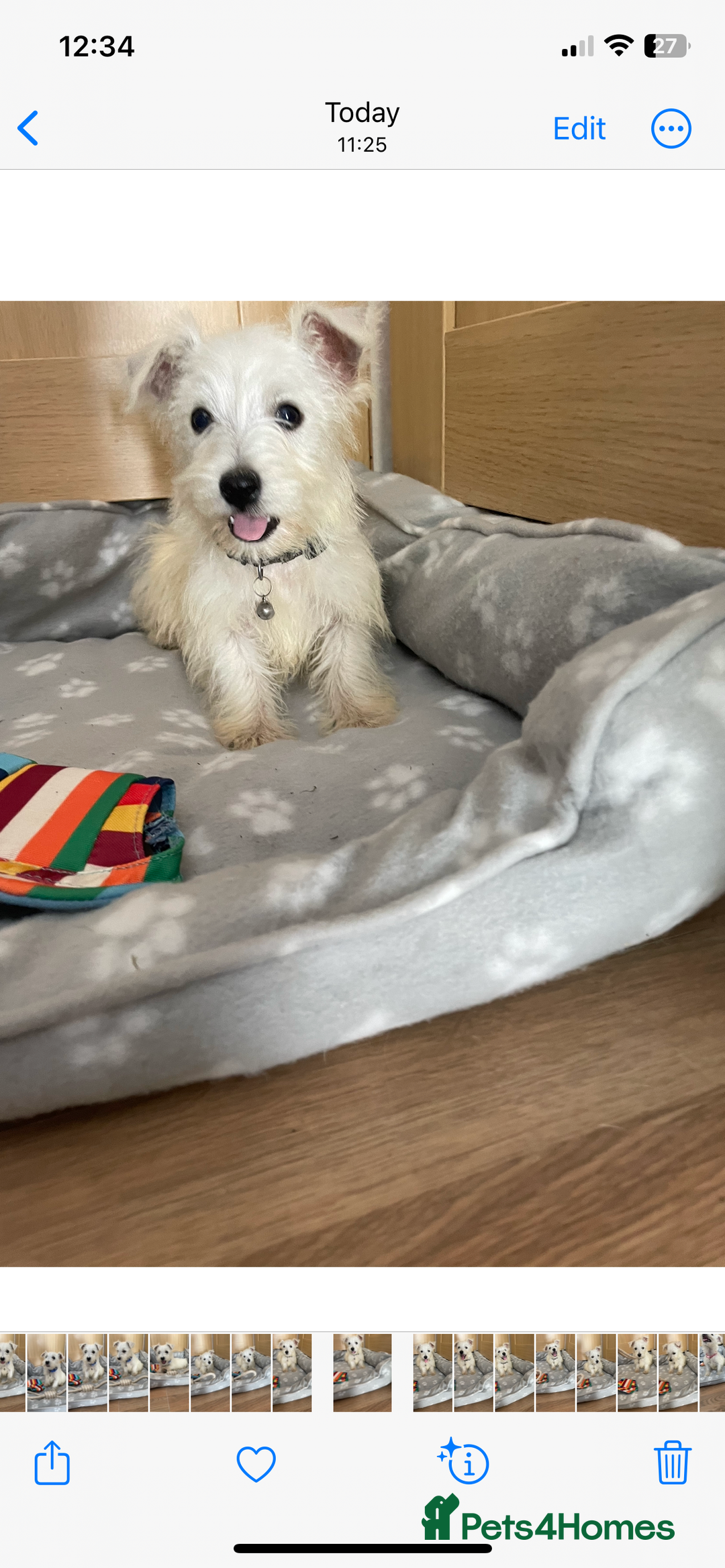 West Highland Terrier dogs for sale: Beautiful west highland terriers puppys - Image 12