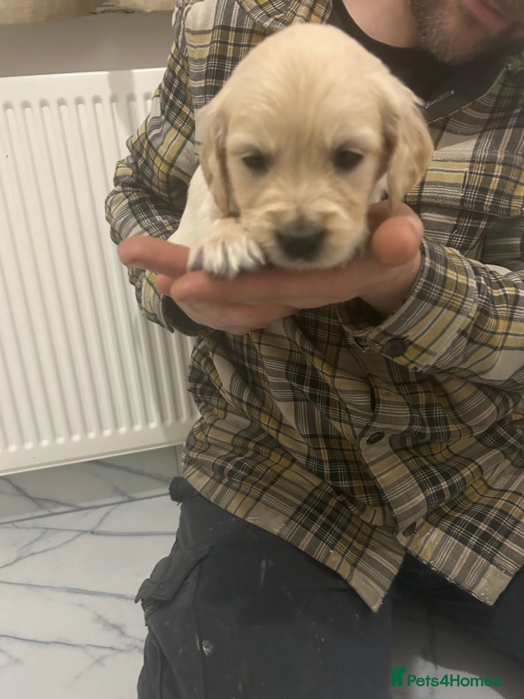 Golden Retriever dogs for sale: Pure breed, show line, ready 23/12/25  - Advert 22