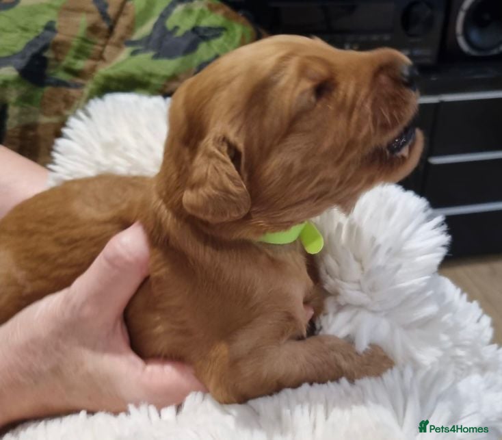 Goldendoodle dogs Beautiful F2b Goldendoodle puppies - Advert 9