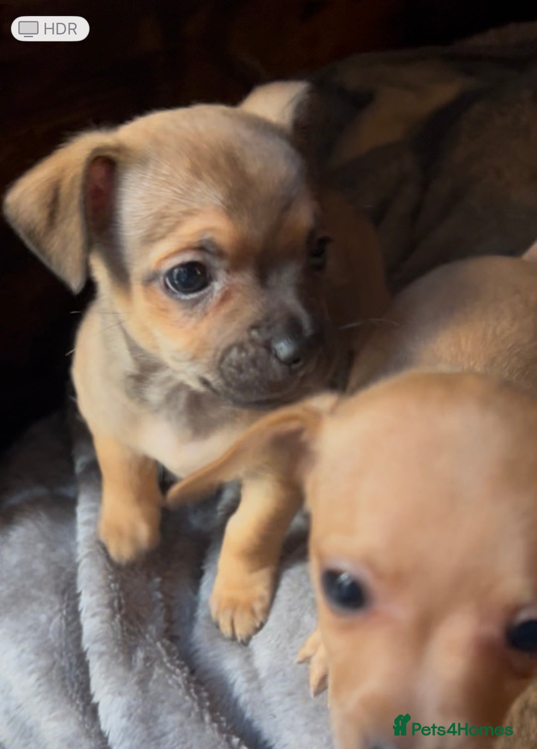 Mixed Breed dogs for sale: Beautiful jackchi puppies  - Advert 3