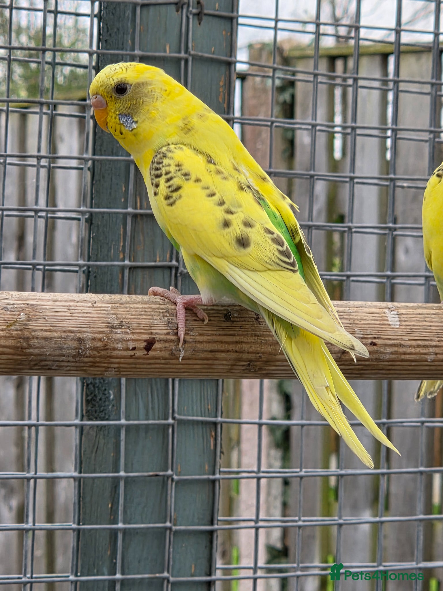 Budgerigars birds Stunning Young Budgies For Sale - Advert 11