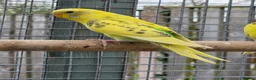 Budgerigars birds for sale: Stunning Young Budgies For Sale - Advert 4