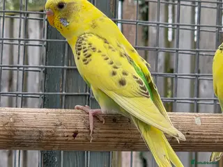 Budgerigars birds Stunning Young Budgies For Sale - Advert 11