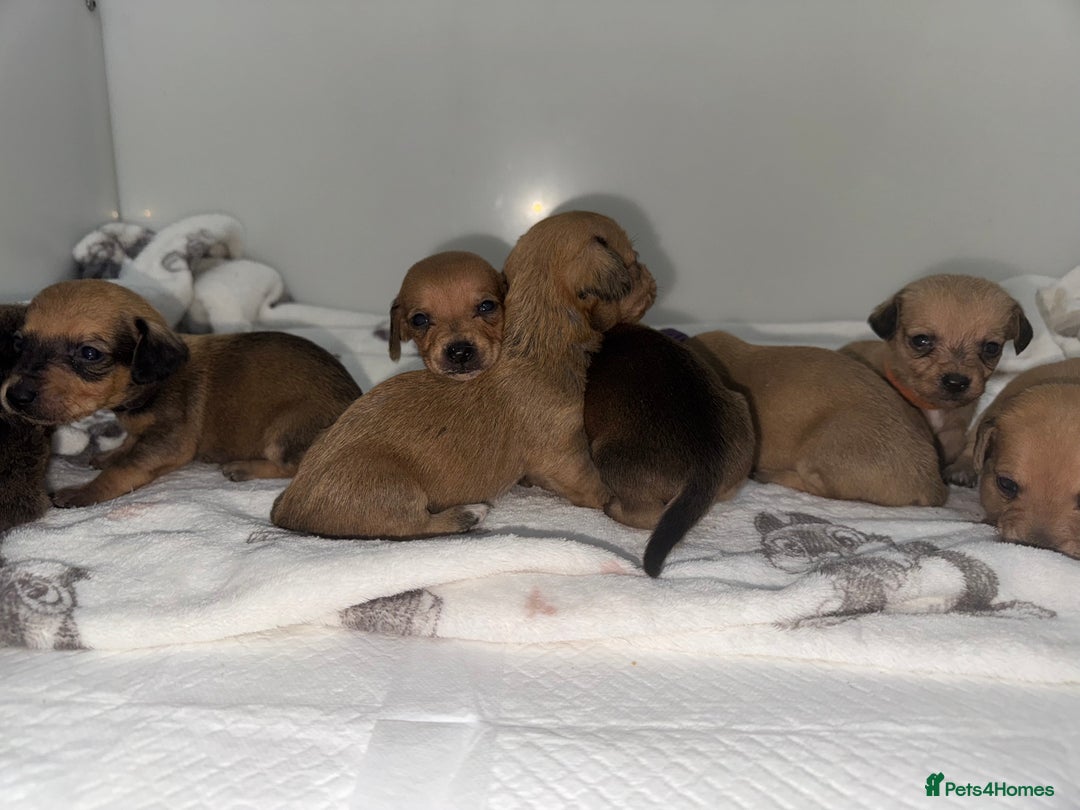Mixed Breed dogs for sale: Dachshund x Maltese puppies  - Advert 5