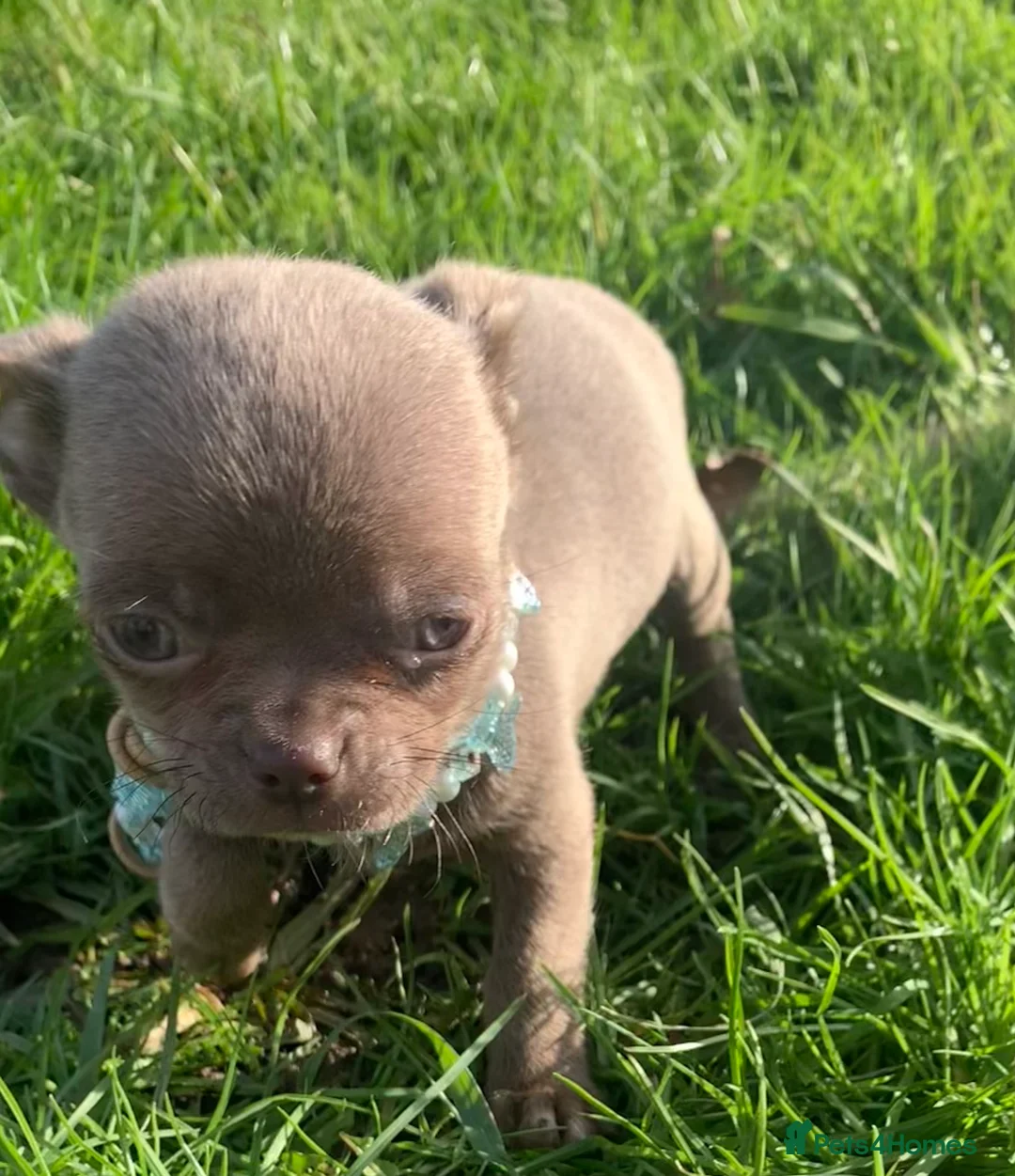 Chihuahua dogs for sale: Chihuahua pedigree 0% related parents in Leeds - Advert 11