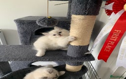 Ragdoll cats for sale: Stunning blue and lilac ragdoll kittens - Image 5