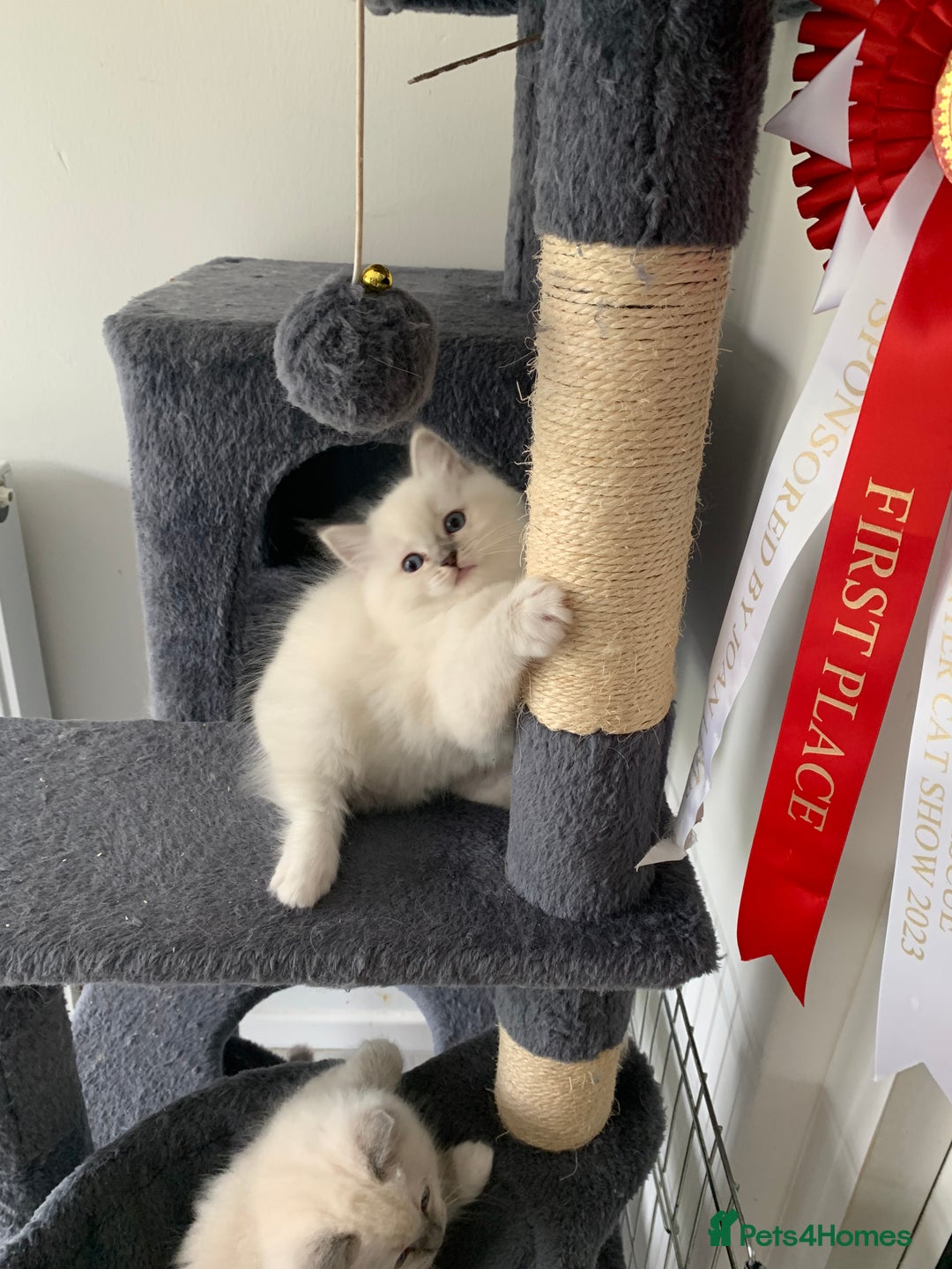 Ragdoll cats for sale: Stunning blue and lilac ragdoll kittens - Image 5