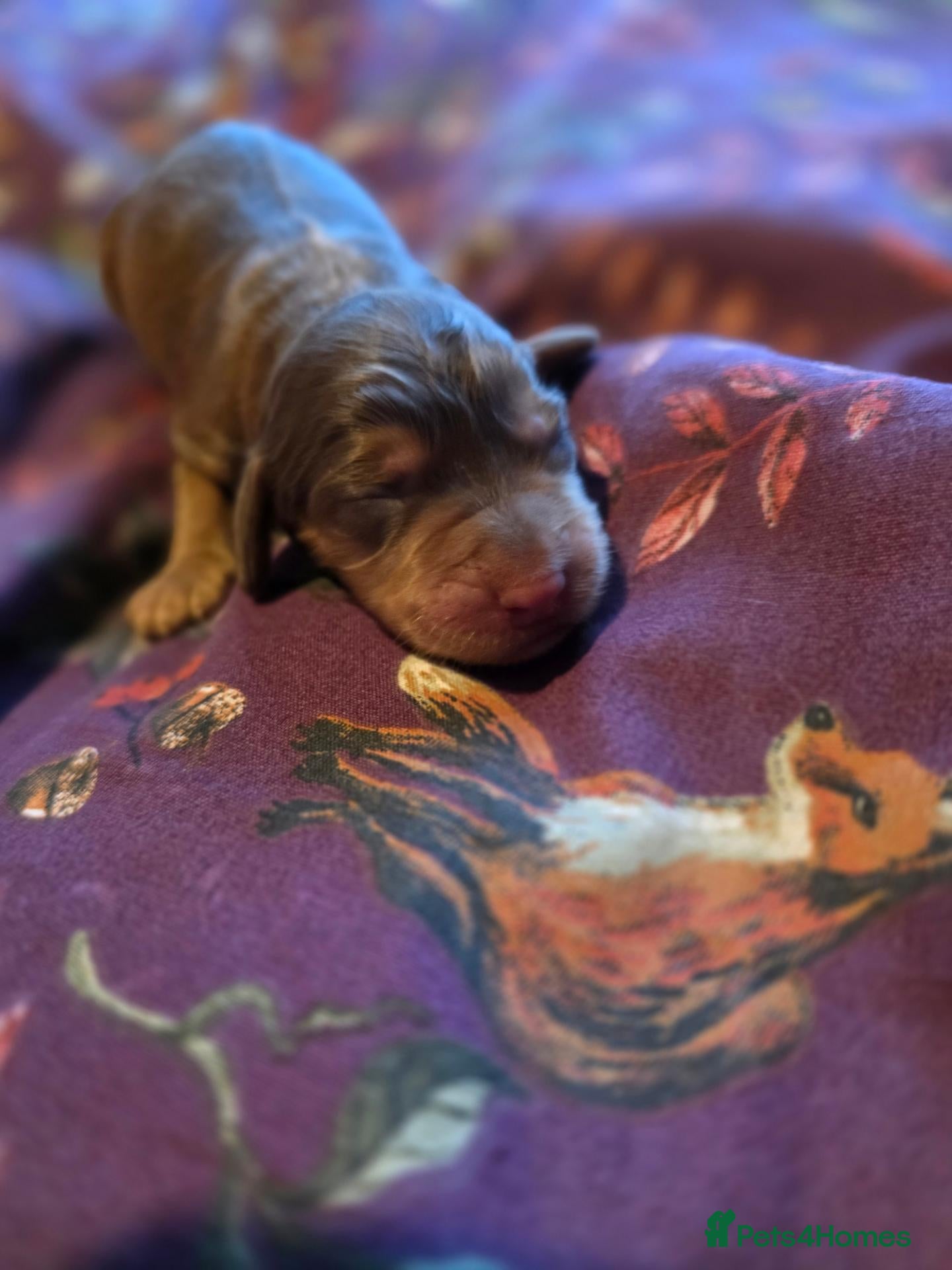 Cockapoo dogs for sale: Beautiful F1 Cockapoo Puppies  - Advert 14