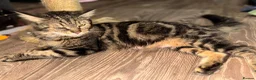 Maine Coon cats for sale: 6 Gorgeous Maine Coon Cross Kittens Available Now! - Advert 9