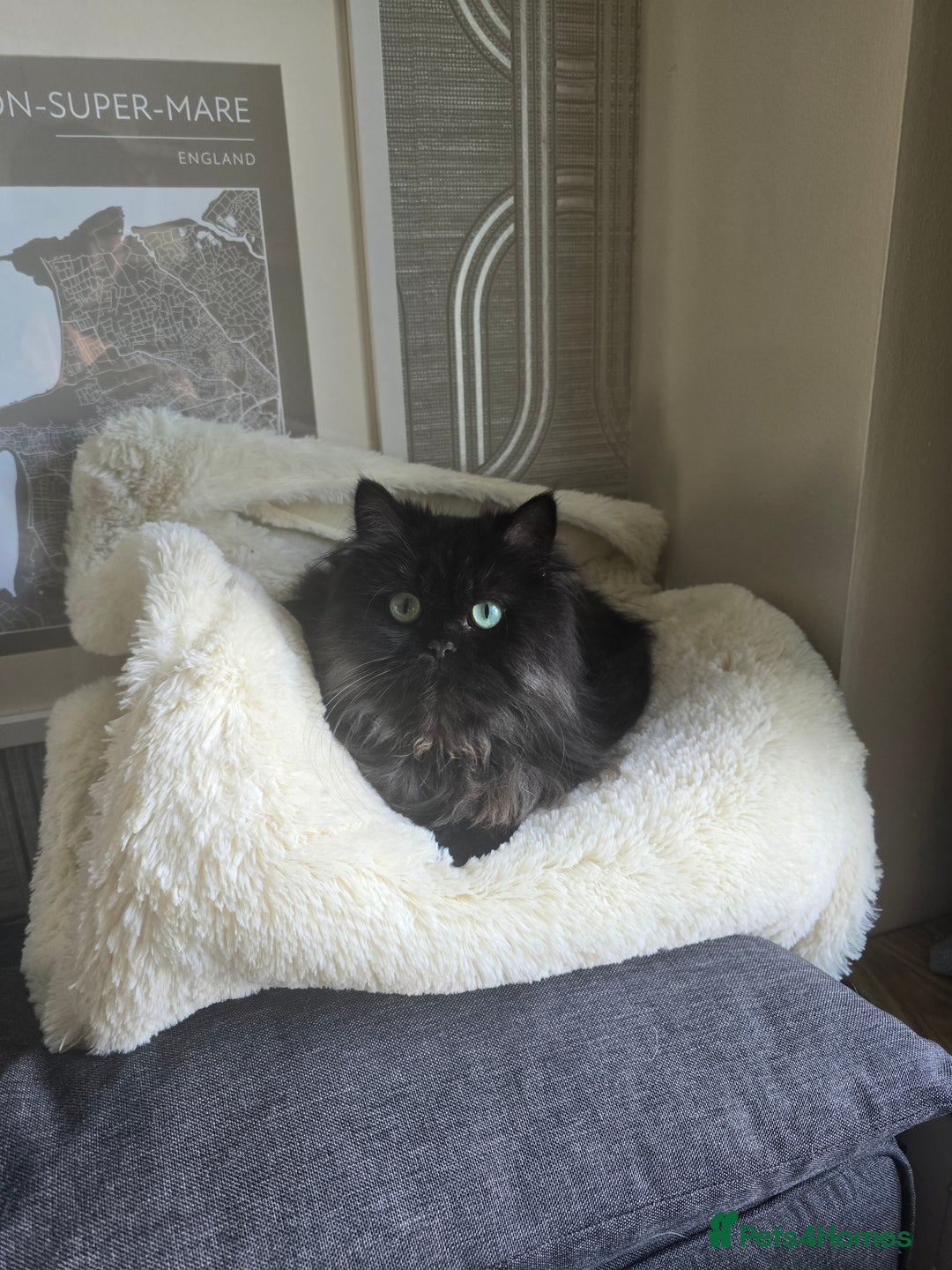Persian cats for sale: beautiful black Persian  - Advert 3