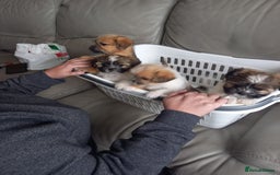 Mixed Breed dogs for sale: Shih tzu cross Jack Russell - Image 9