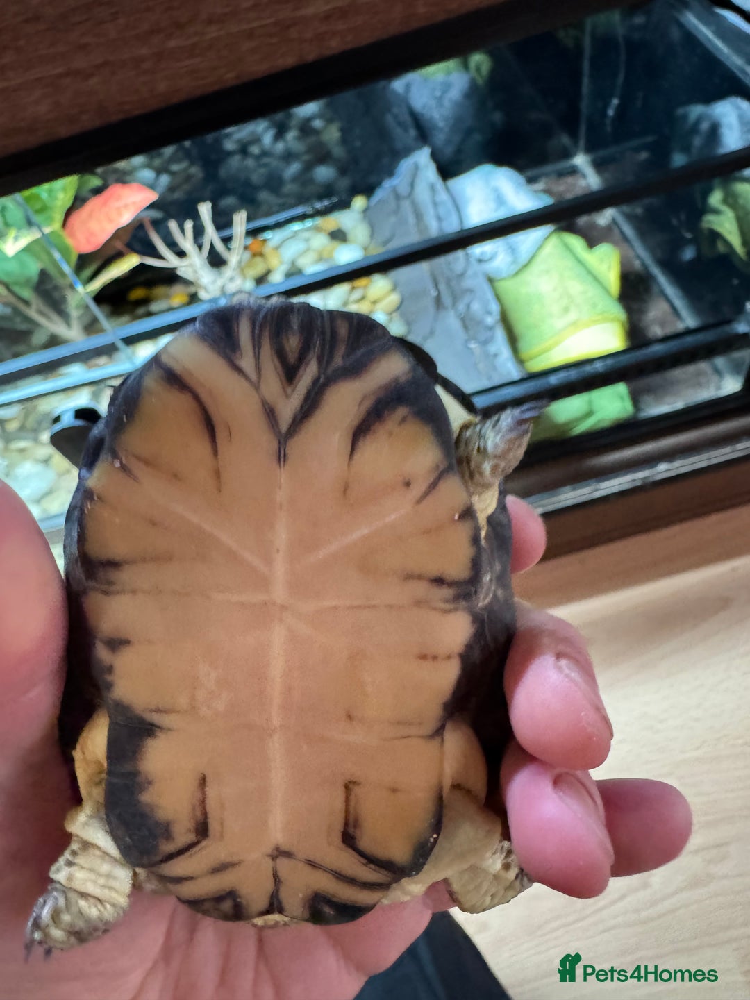 Turtle reptiles for sale: African dwarf mud turtles  - Advert 2