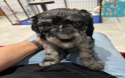 Mixed Breed dogs for sale: ✨ 2 Labradoodle x Australian Labradoodle Puppies  - Image 18