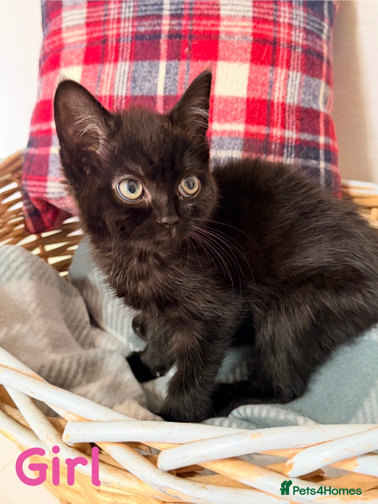 Mixed Breed cats 🐾❤️ Ragdoll X Shorthair Kittens ❤️🐾 - Advert 2