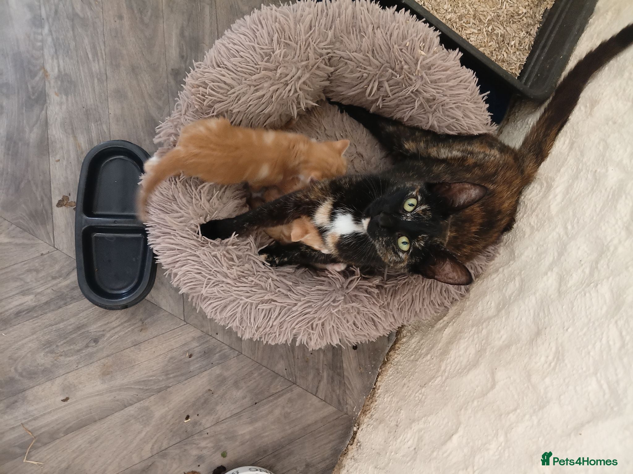 Mixed Breed cats Beautiful kittens  - Advert 3