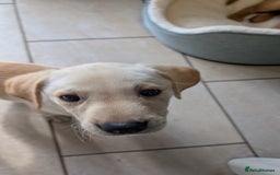 Labrador Retriever dogs for sale: Male Labrador Puppy - Image 4