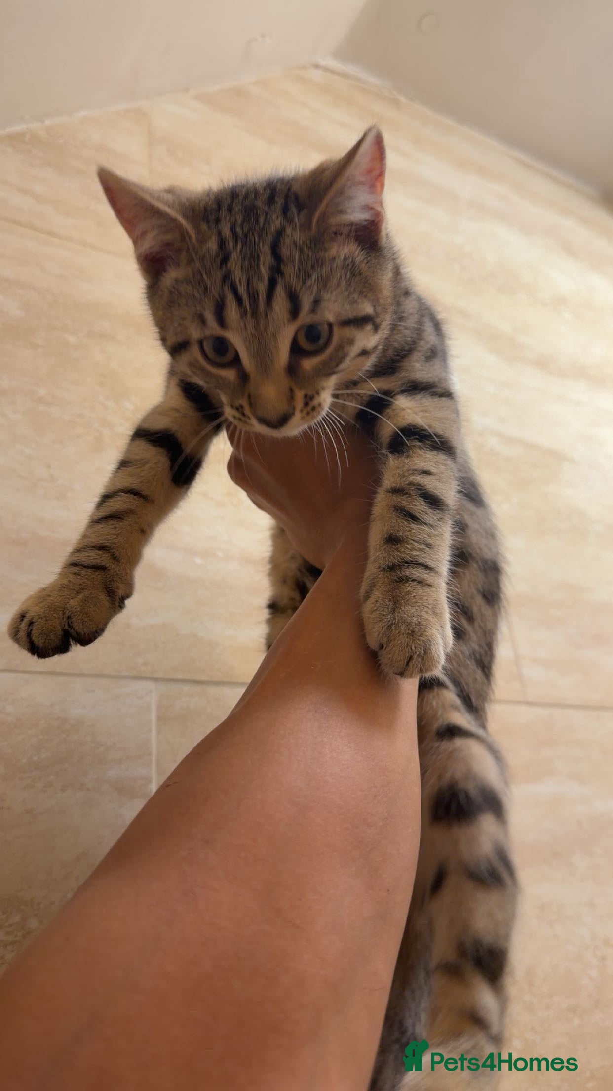 Mixed Breed cats for sale: BENGAL MIX KITTENS 4 SALE SOUTH LONDON - Advert 16