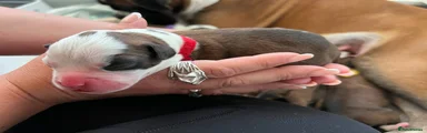 Red Collar
