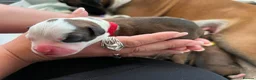 Boxer dogs for sale: Beautiful Boxer Puppies - Advert 19