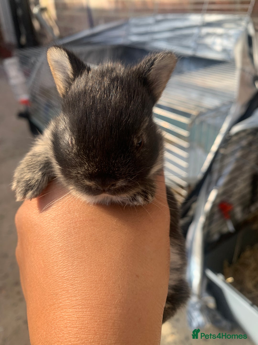 Netherland Dwarf rabbits for sale: Gorgeous Netherland Dwarf Rabbits 6 left 🐰 - Image 13