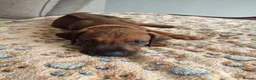 Rhodesian Ridgeback dogs for sale: KC Registered Rhodisian Ridgebacks  - Advert 5