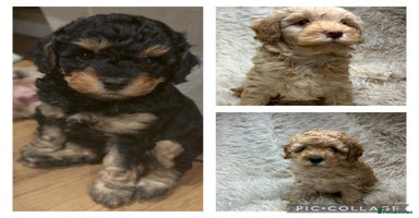 Cavapoo dogs - Advert 8