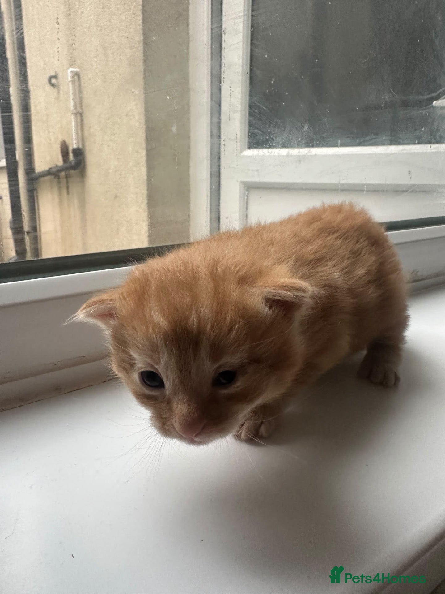 Mixed Breed cats for sale: Kittens  - Advert 3