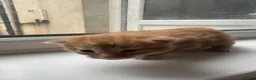 Mixed Breed cats for sale: Kittens  - Advert 1