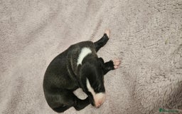 Whippet dogs for sale: KC HEART AND HEALTH TESTED WHIPPETS - Image 16