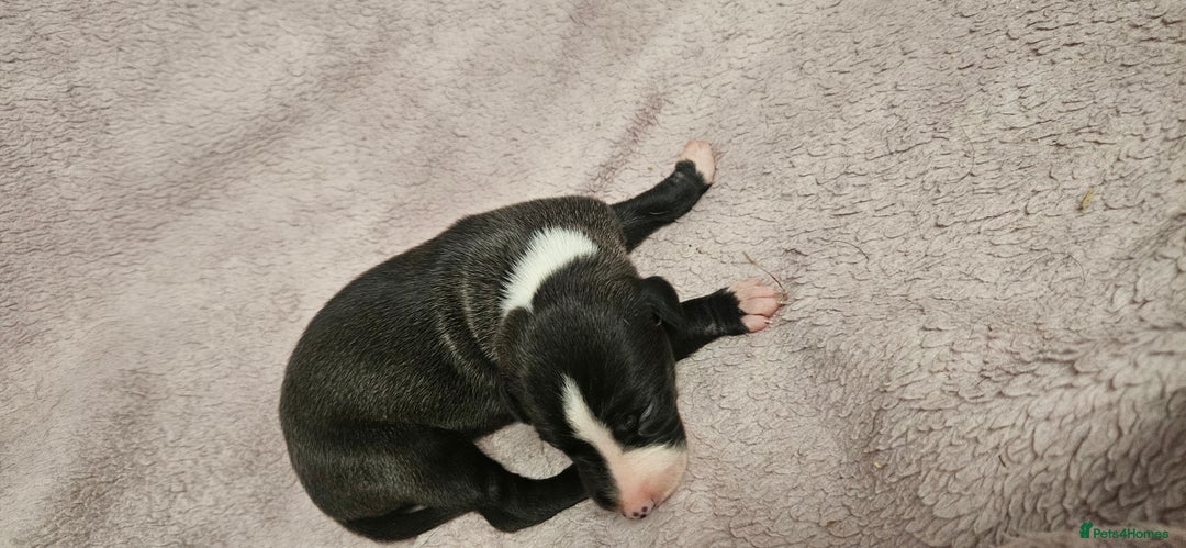 Whippet dogs for sale: KC HEART AND HEALTH TESTED WHIPPETS - Image 16