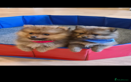 Pomeranian dogs for sale: Pomeranian. Full breed miniature puppies  - Image 13