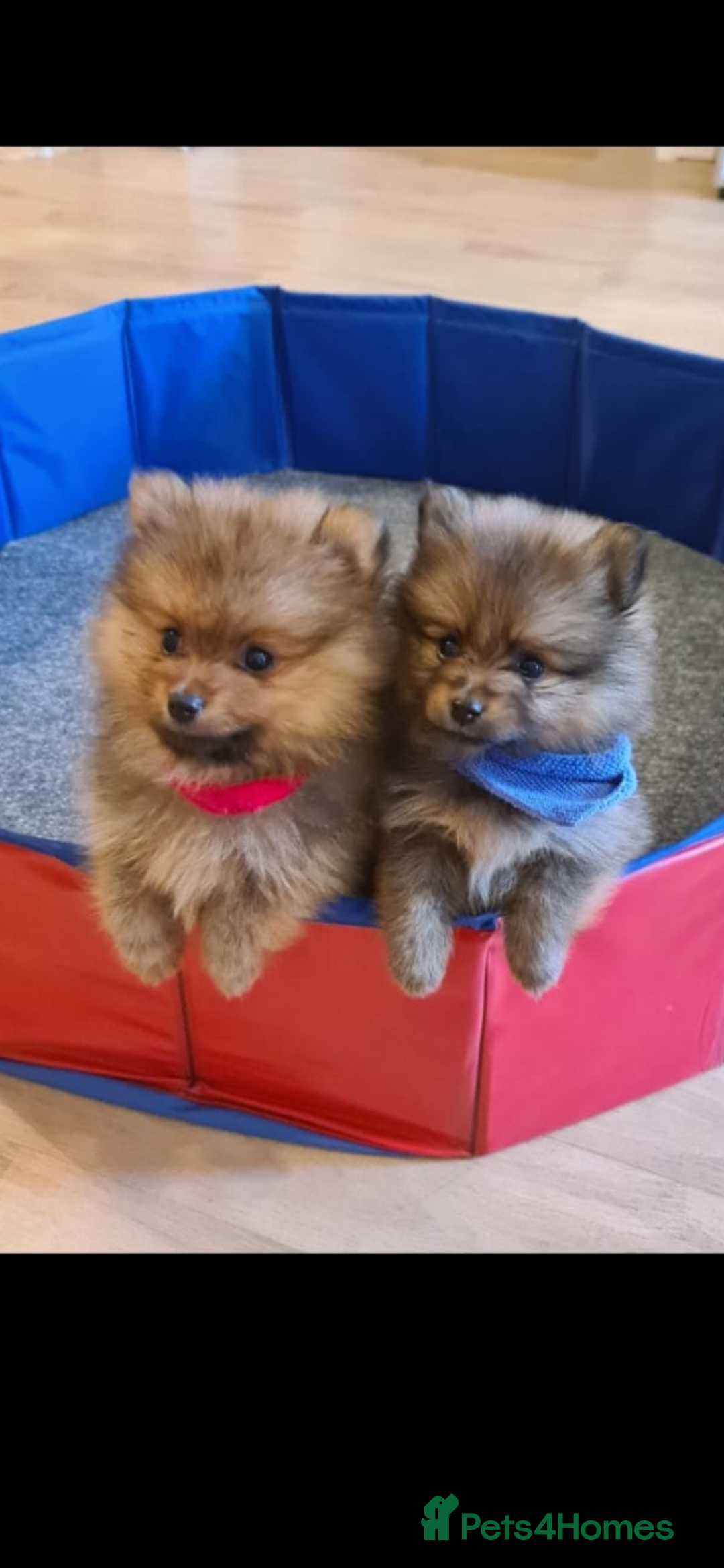 Pomeranian dogs for sale: Pomeranian. Full breed miniature puppies  - Image 13