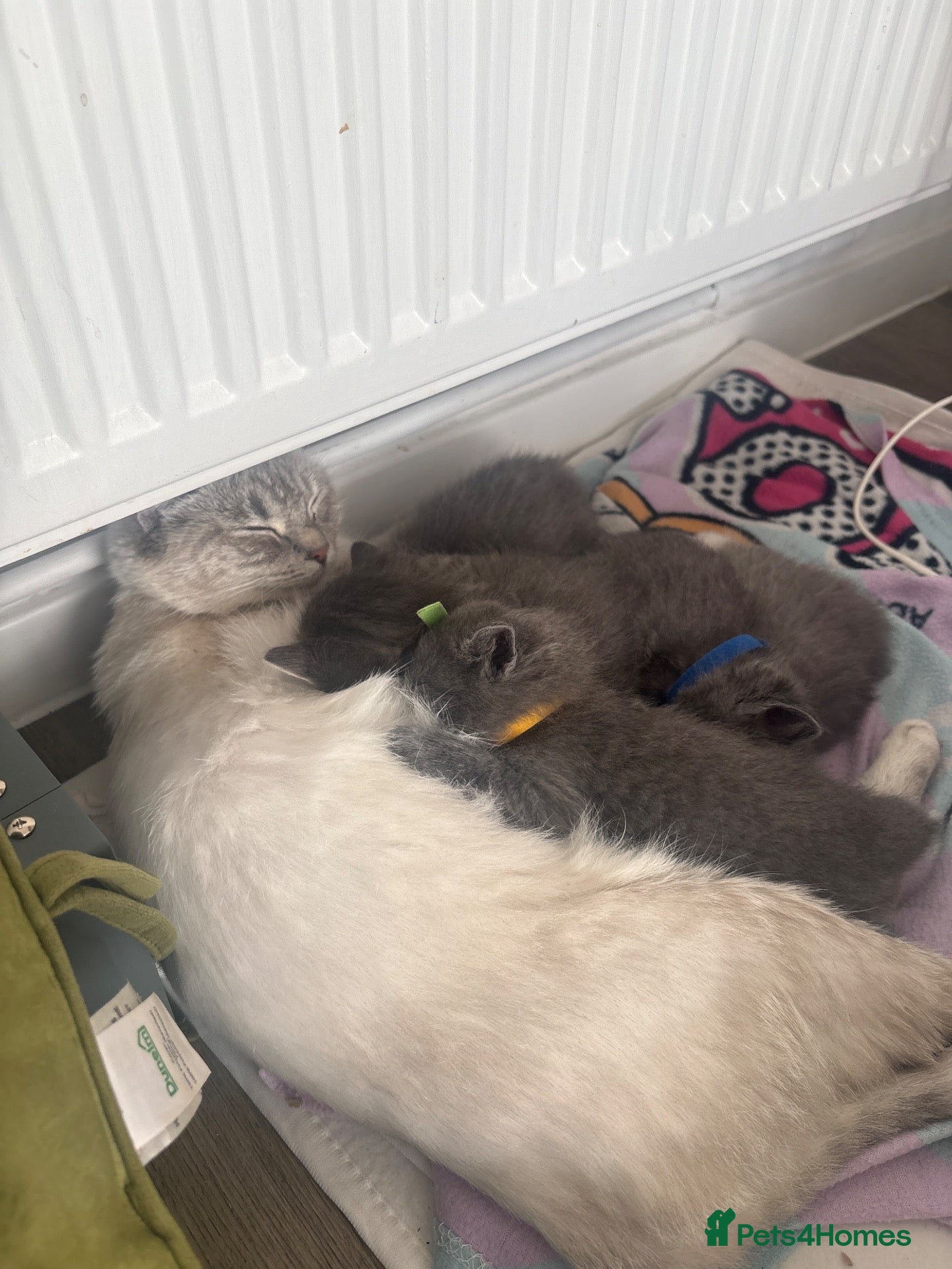 Ragdoll cats for sale: Beautiful Ragdoll kittens x Long haired Russian  - Advert 1