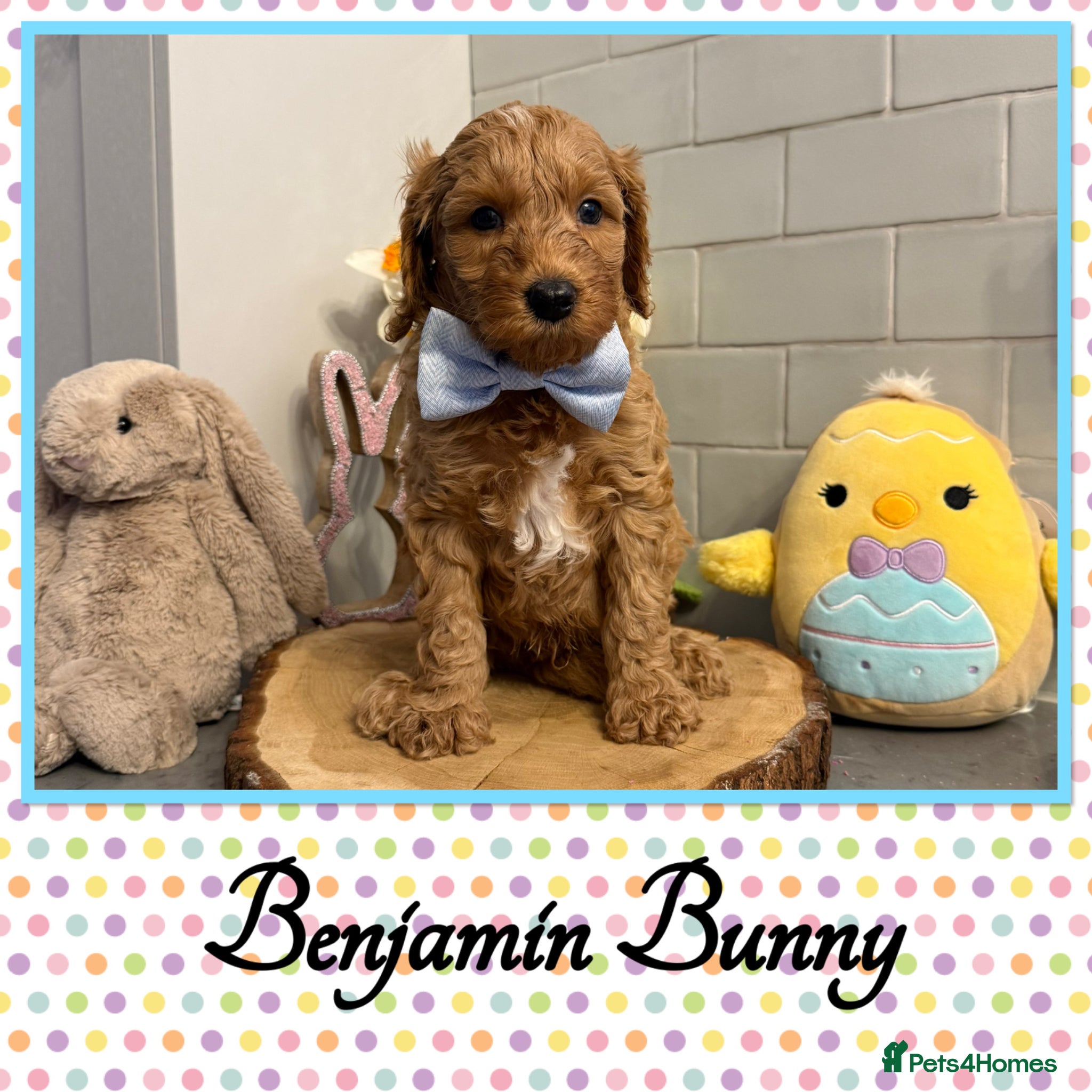 Labradoodle dogs 🌈POTENTIAL THERAPY/ASSISTANCE PUPS🌈 NOT F1 - Advert 1