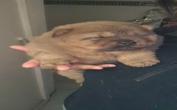 Chow Chow dogs for sale: Chow female - Advert 5