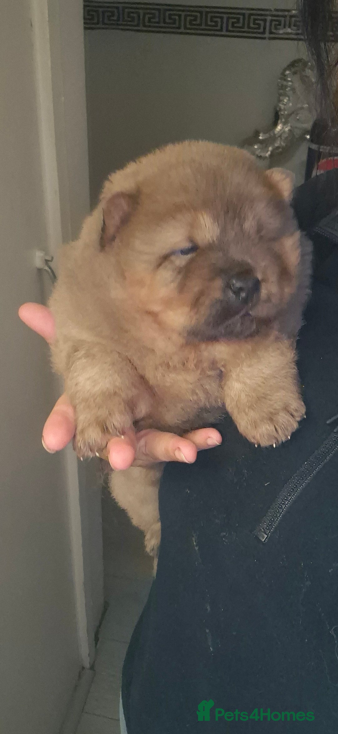 Chow Chow dogs for sale: Chow female - Advert 5