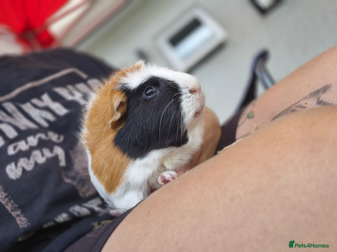 Guinea Pig rodents for sale: Tom & Jerry Guinea pigs - Image 2