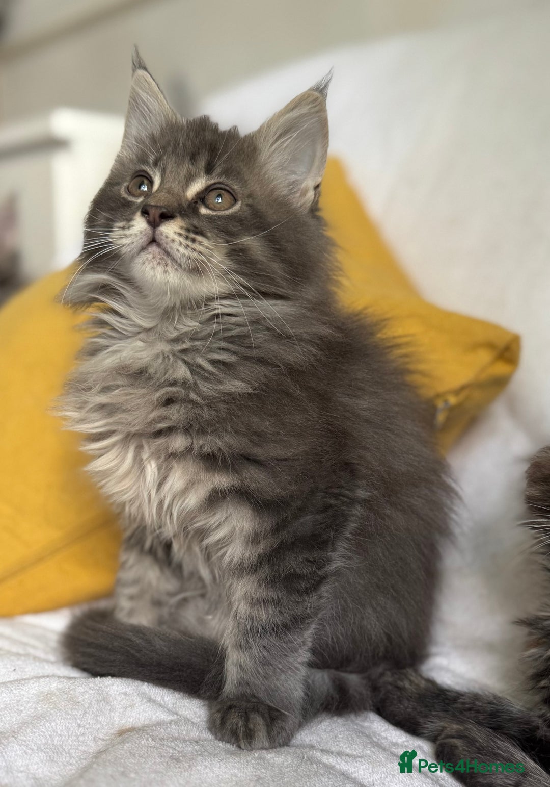 Maine Coon cats for sale: TICA Splendid Maine Coon  - Image 10