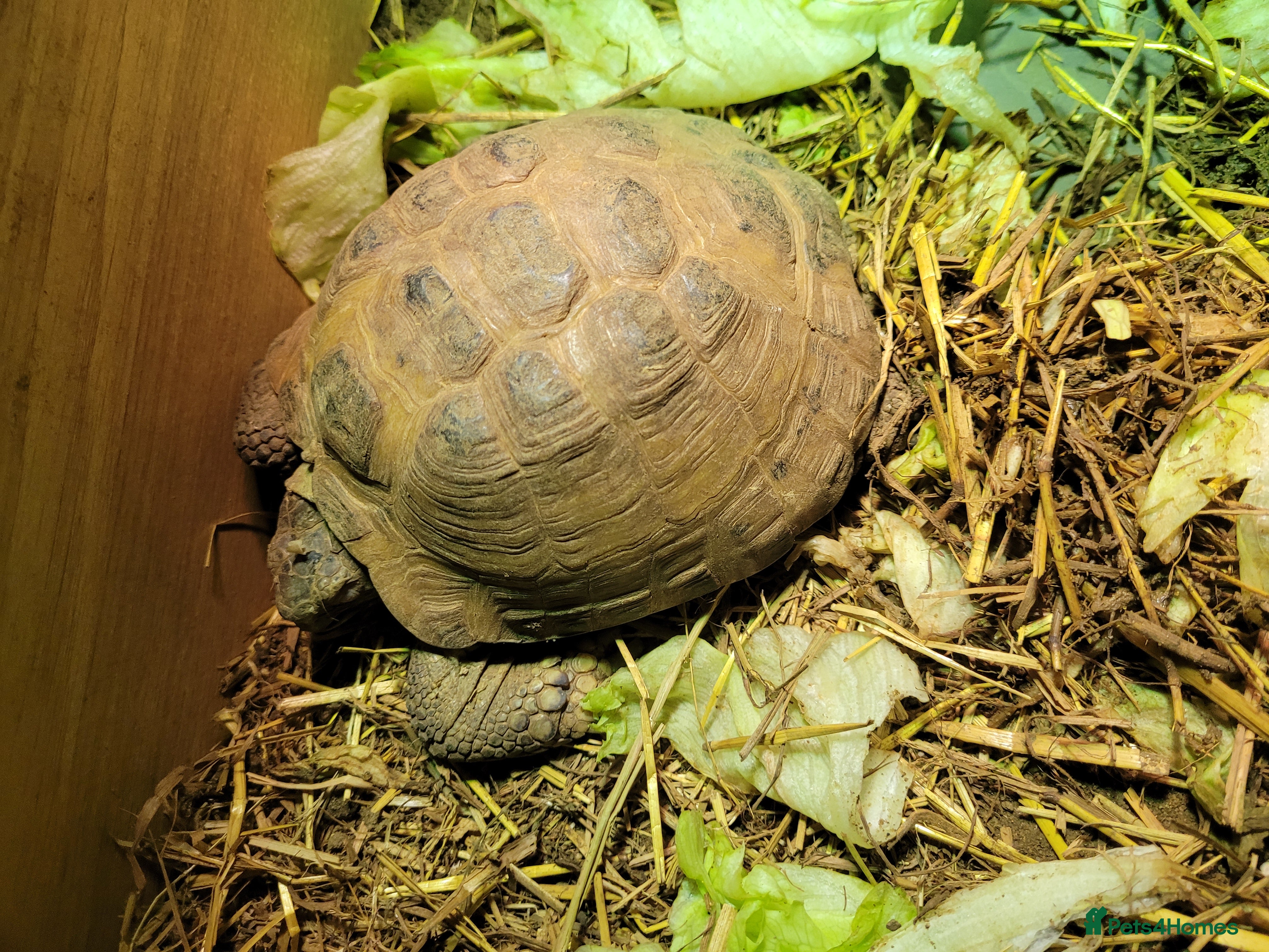 Tortoise reptiles Breeding pair of horse field tortoises with home - Advert 2