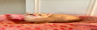 Persian 1